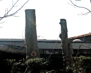 Posjeena stabla unutar pogona samoborskog Chromosa izazvala znatielju zabrinutih susjeda