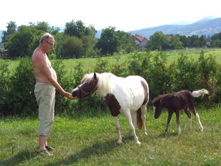 Kod Stjepana Brdaria u Hrastini raste mala oaza etlandskih ponija