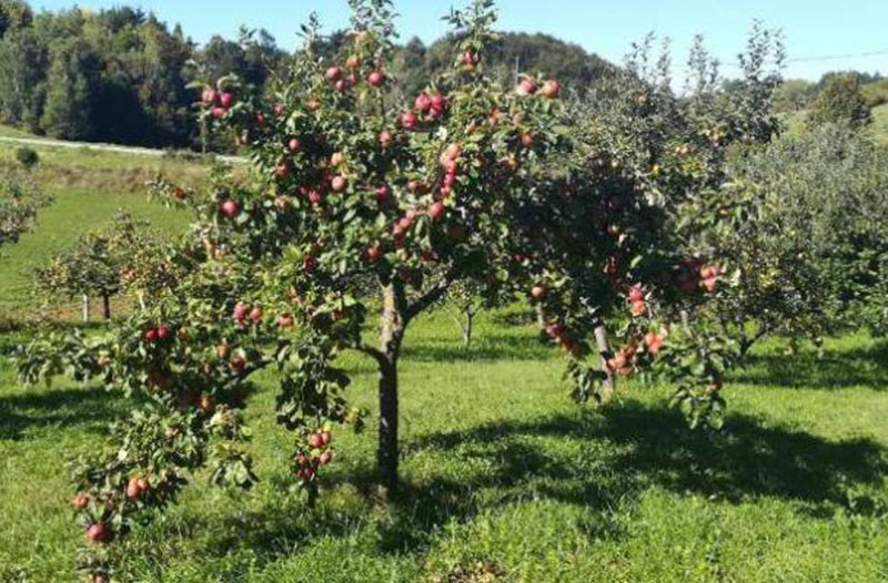 Berba jabuka u kolskom vonjaku u Nori Selu