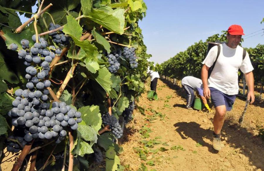 Samoborska vinogradarsko vinarska udruga educira svoje lanove