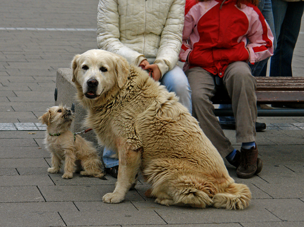 Iz Grada najavljuju stroi nadzor nad vlasnicima pasa koji svoje ljubimce vode na javne povrine