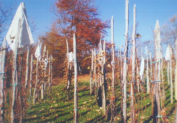 Ljubitelji Parka prirode Žumberak – Samoborsko gorje pozivaju vlasnika vinograda da očisti svoj vinograd 