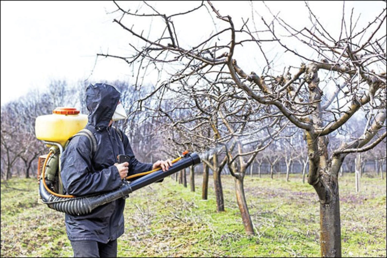 Zimska zaštita voćaka i vinove loze