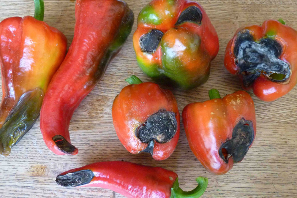 AgroNADA rješava problem truleži plodova rajčice i paprike