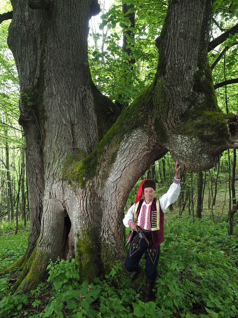 Zapoinje natjecanje Hrvatsko stablo 2020. godine, a bira se i kandidat za Europsko stablo 2021. godine
