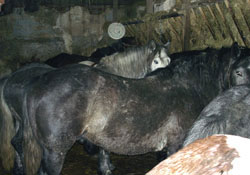 Nakon primljene SMS poruke posjetili smo konje koji kod Gabrovice ne žive nimalo lagodnim životom